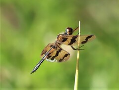 Rhyothemis graphiptera