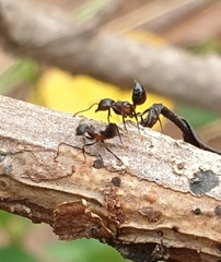Crematogaster