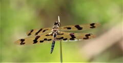Rhyothemis graphiptera
