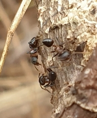 Crematogaster