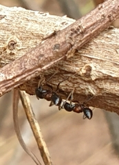 Crematogaster