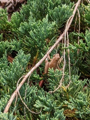 Pelodryadidae