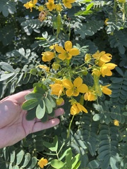 Senna surattensis