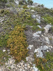 Pultenaea canaliculata