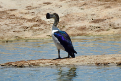 Sarkidiornis melanotos