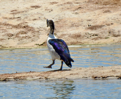 Sarkidiornis melanotos