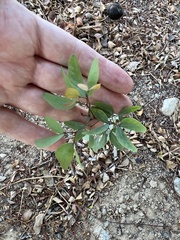 Pithecellobium dulce