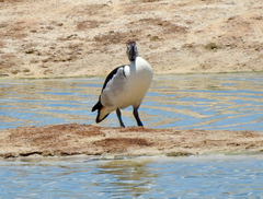 Sarkidiornis melanotos