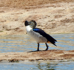 Sarkidiornis melanotos
