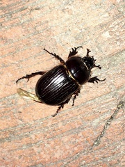 Archophileurus