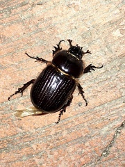 Archophileurus