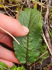Brachyglottis lagopus