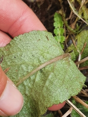 Brachyglottis lagopus
