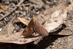 Endotricha pyrosalis