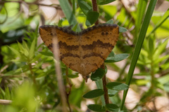 Chrysolarentia correlata