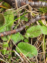 Brachyglottis lagopus