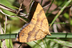 Chrysolarentia correlata