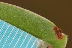 Simuliidae