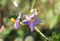 Solanum trilobatum