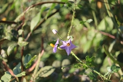Solanum trilobatum