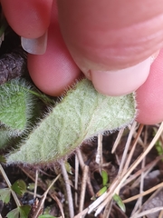 Brachyglottis lagopus