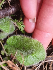 Brachyglottis lagopus