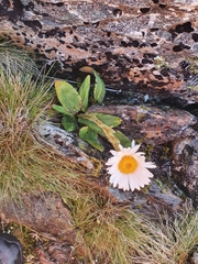 Celmisia cordatifolia