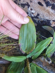 Celmisia cordatifolia