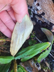 Celmisia cordatifolia