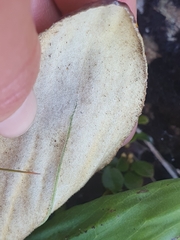 Celmisia cordatifolia