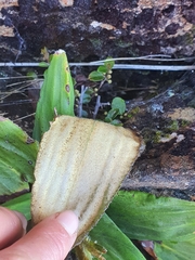 Celmisia cordatifolia