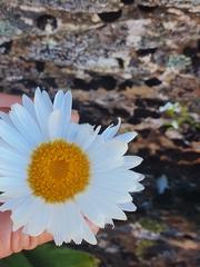 Celmisia cordatifolia