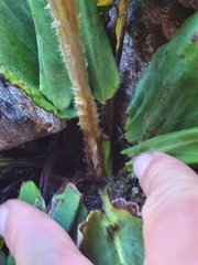 Celmisia cordatifolia