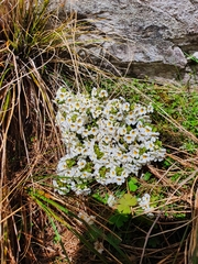 Euphrasia