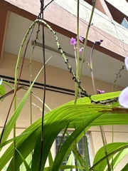 Spathoglottis plicata