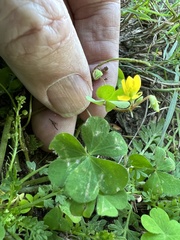 Oxalis corniculata