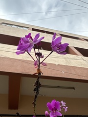 Spathoglottis plicata