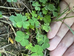 Oxalis corniculata