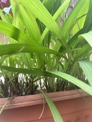 Spathoglottis plicata