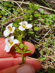 Euphrasia