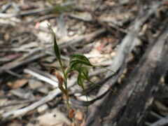 Pterostylis biseta