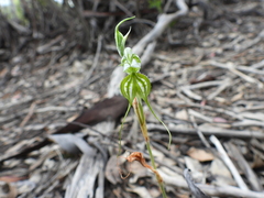 Pterostylis biseta