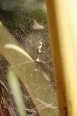 Cyrtophora cicatrosa