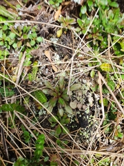 Wahlenbergia albomarginata