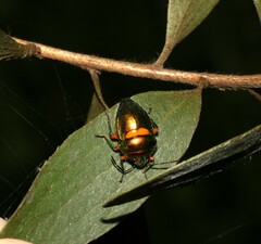 Lampromicra senator