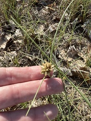 Cyperus conglomeratus
