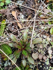 Wahlenbergia albomarginata