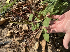 Amaranthus viridis