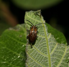 Poneridia semipullata