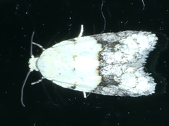 Tracholena sulfurosa